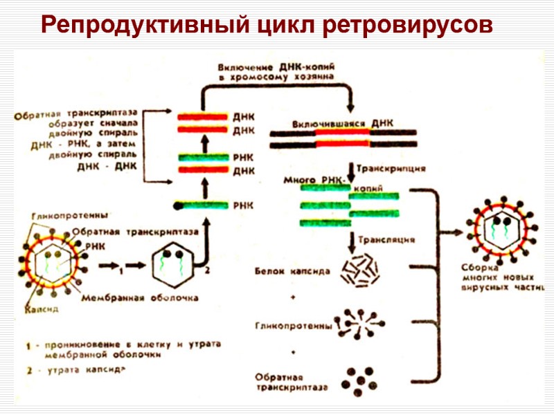 Репродуктивный цикл ретровирусов